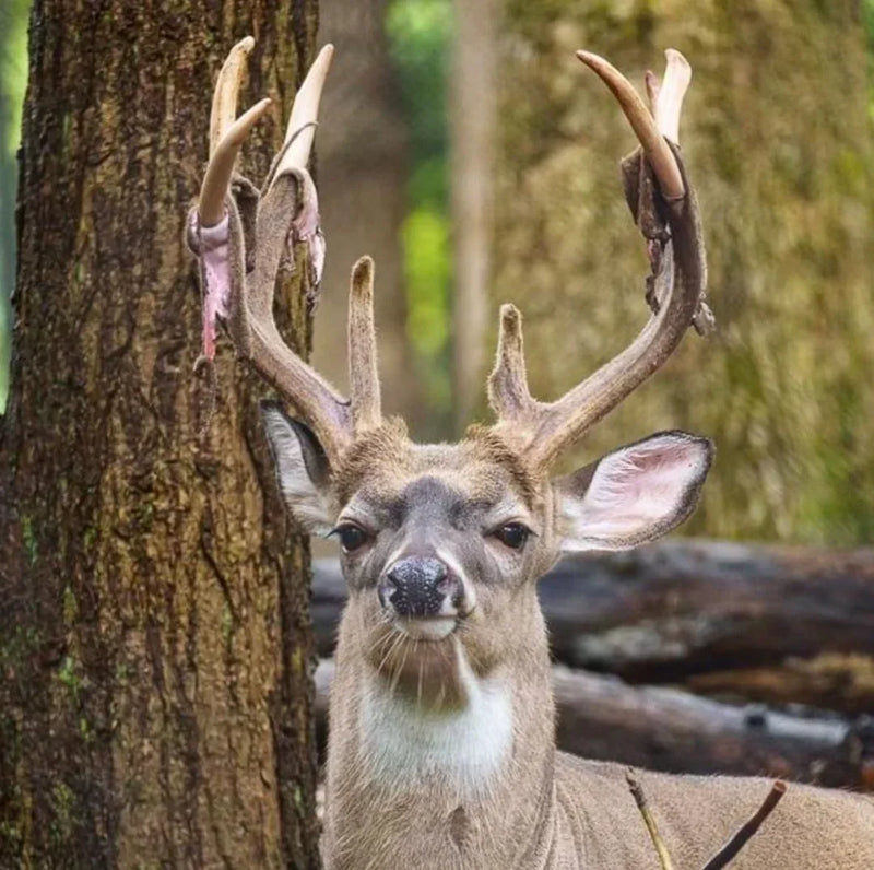 Antlers; Versatile and Medicinal