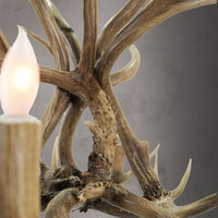 6 Light Mule Deer - AWC-38